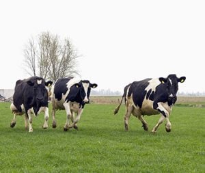 374x316_cows-running-square